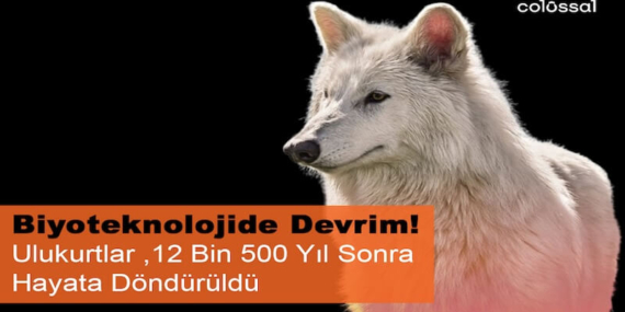 Nesli Tükenen Ulukurtlar 12 Bin Yıl Sonra Hayata Döndürüldü